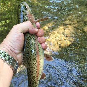 Meet your Posher, Donnald